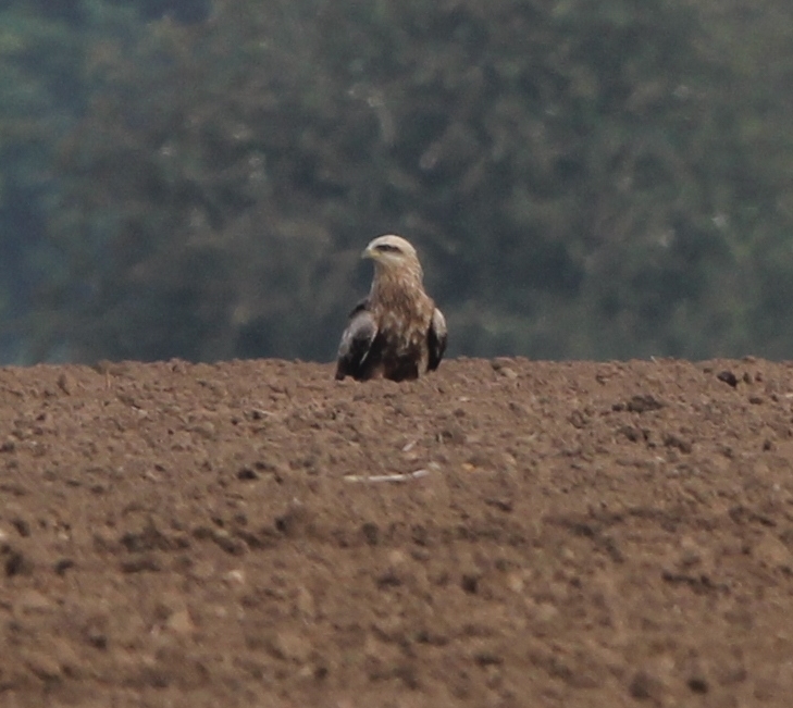Black Kite