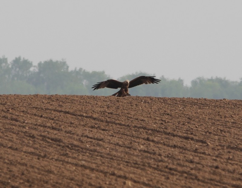 Black Kite