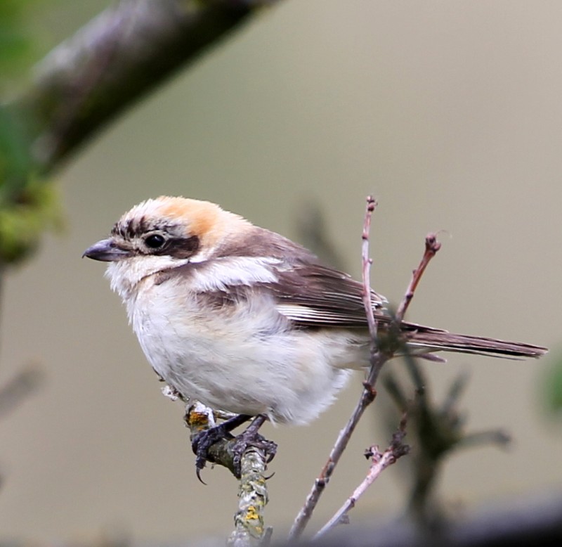 Woodchat Shrike
