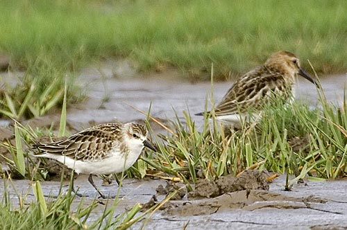 Semipalmated Sandpiper