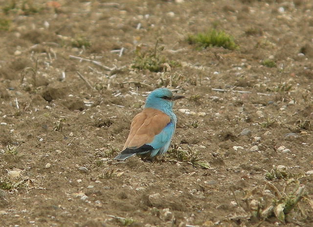 Roller