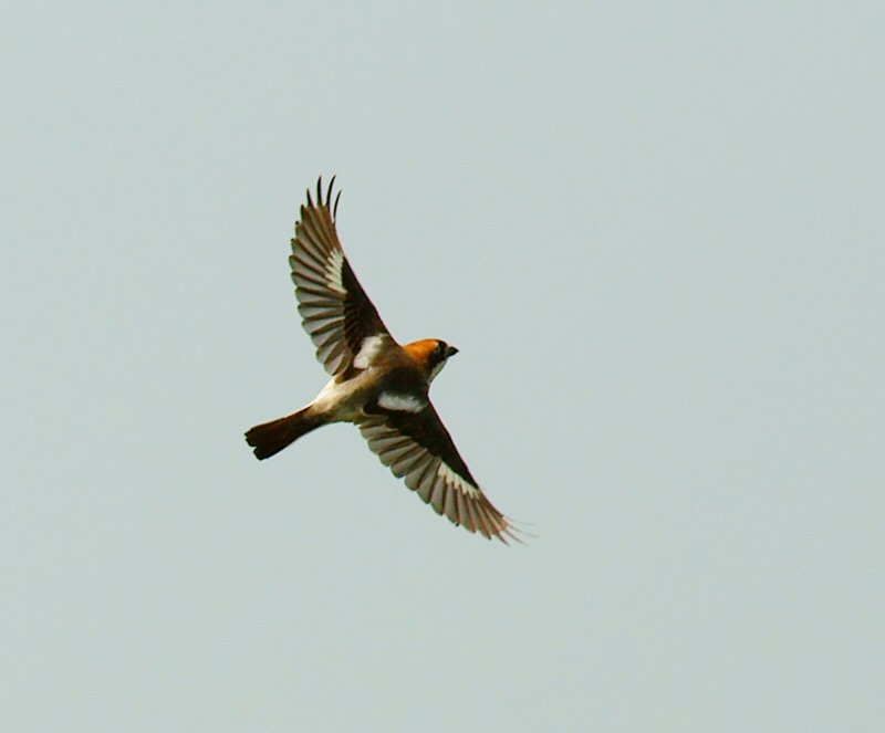 Woodchat Shrike