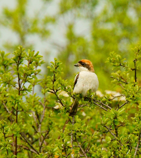 Woodchat Shrike