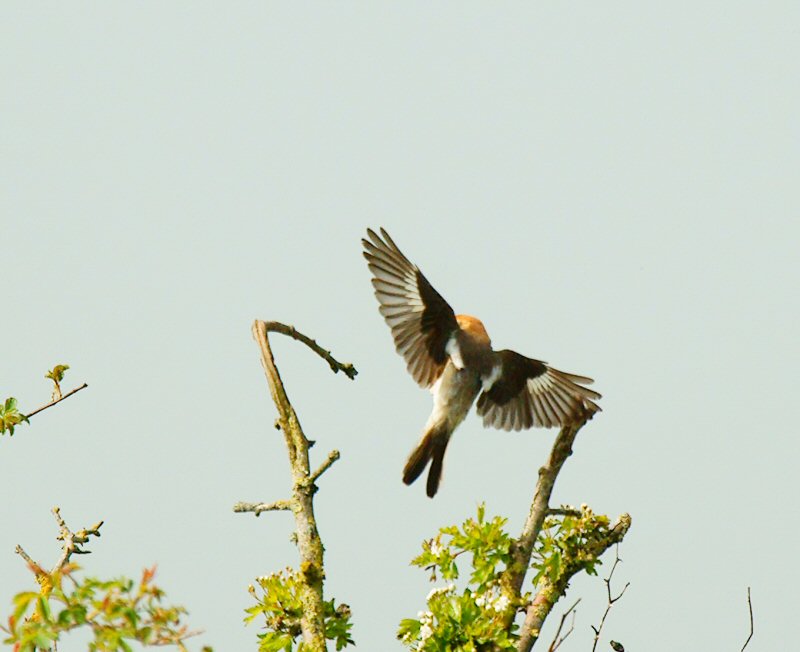 Woodchat Shrike