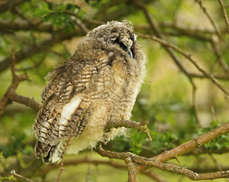 Long-eared Owl