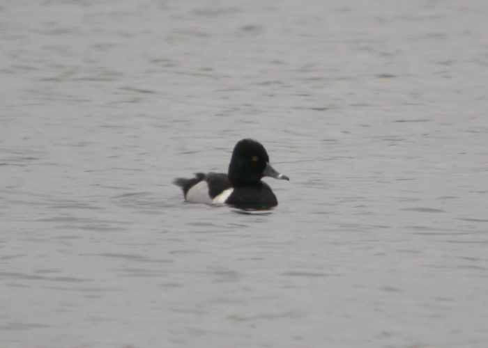 Ring-necked Duck