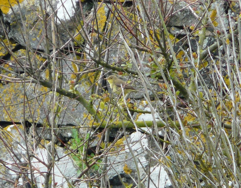 Icterine Warbler