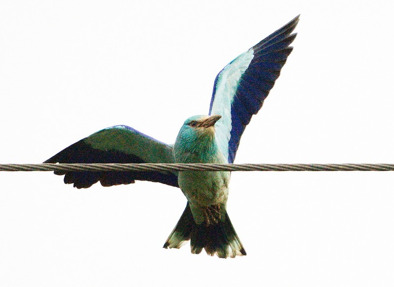 Roller