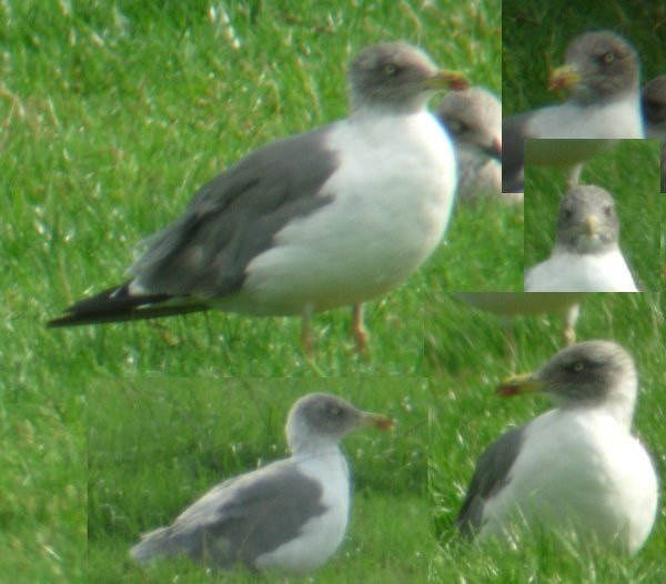 Azorean Yellow-legged Gull