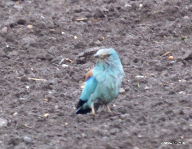 Roller