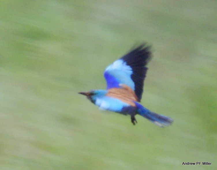 Roller