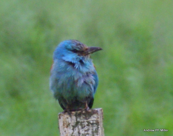 Roller