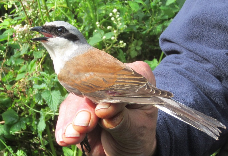 Red-backed Shrike