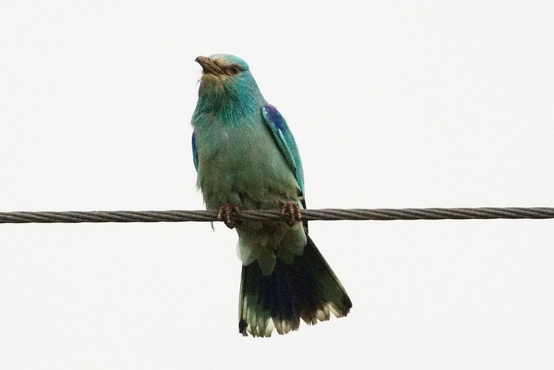Roller