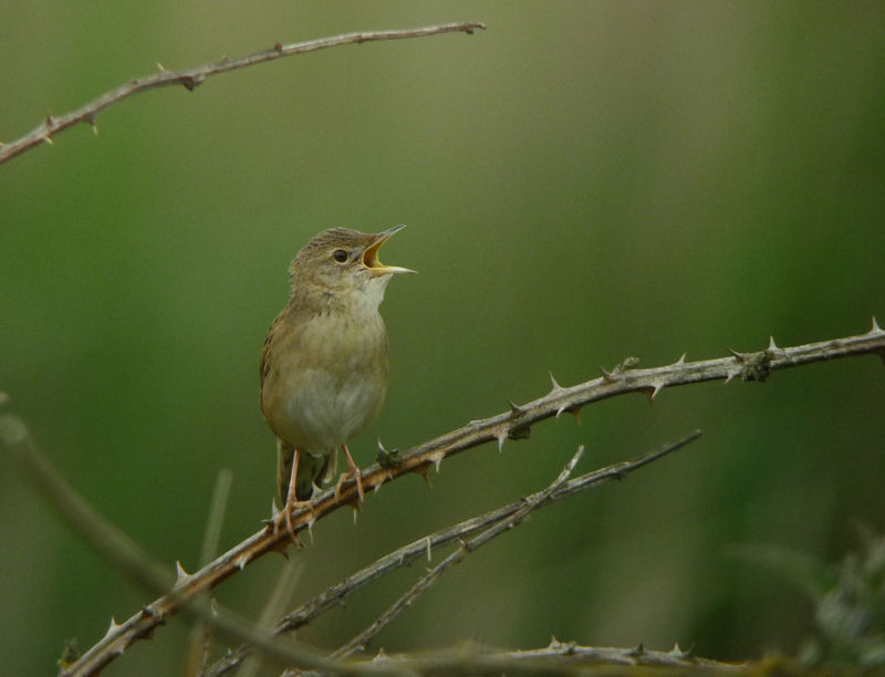 Grasshopper Warbler