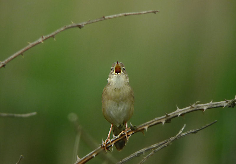 Grasshopper Warbler