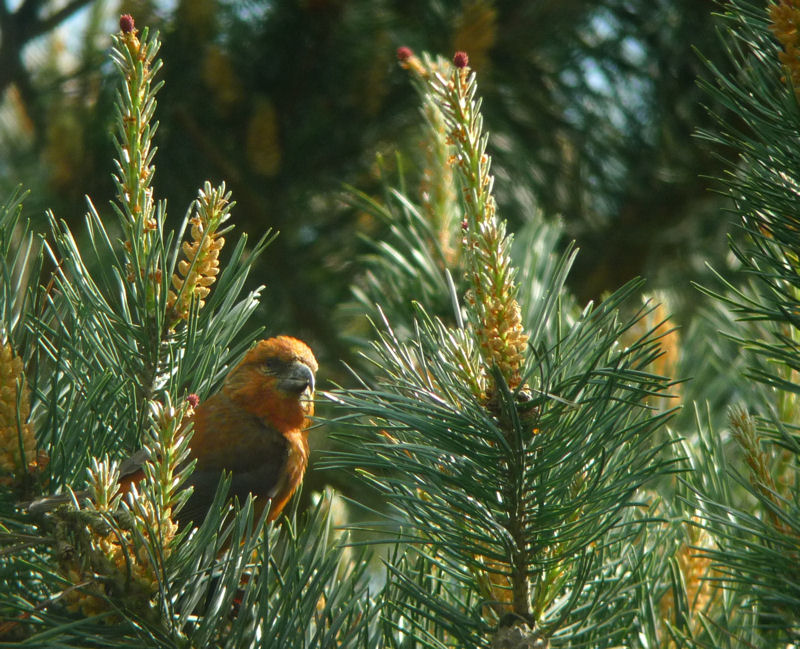 Common Crossbill