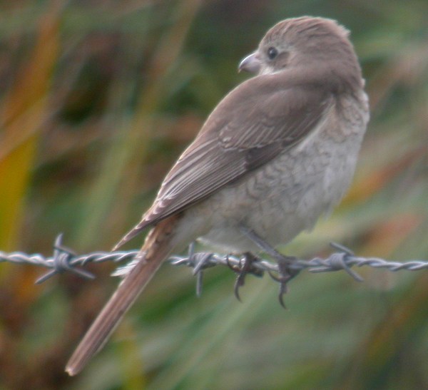 Isabelline Shrike