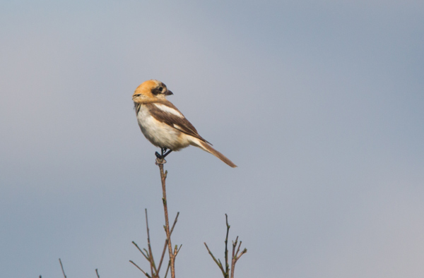 Woodchat Shrike