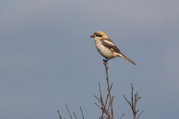 Woodchat Shrike