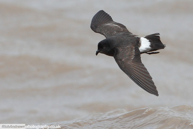 Storm Petrel