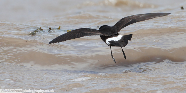 Storm Petrel