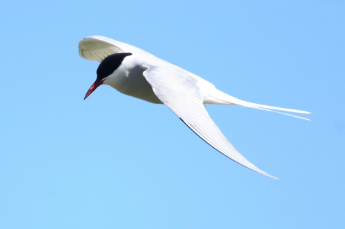 Arctic Tern