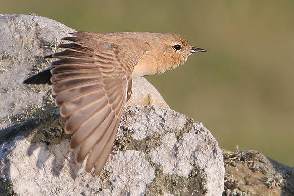 Isabelline Wheatear