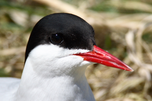 Arctic Tern
