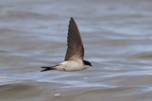 House Martin
