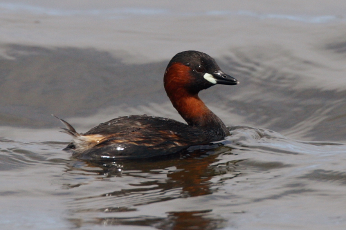 Little Grebe