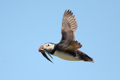 Puffin