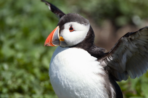 Puffin