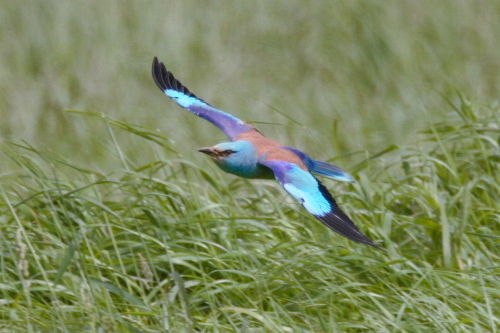 Roller