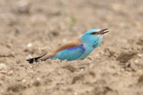 Roller