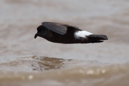 Storm Petrel