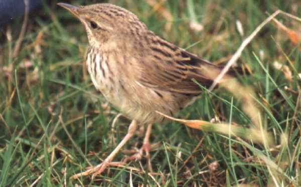 Lanceolated Warbler