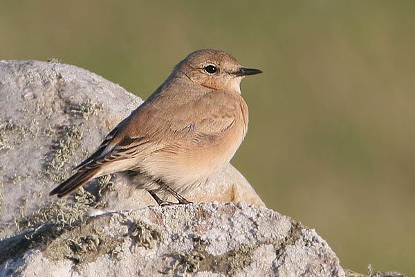 Isabelline Wheatear