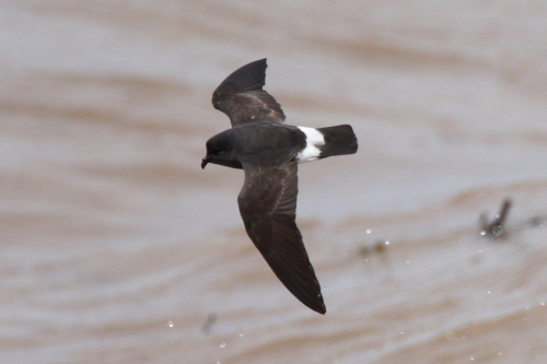 Storm Petrel