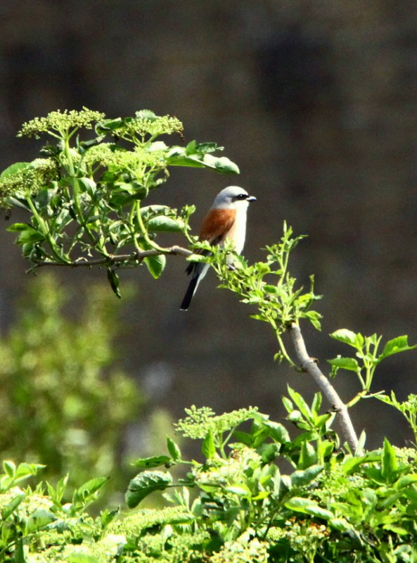 Red-backed Shrike