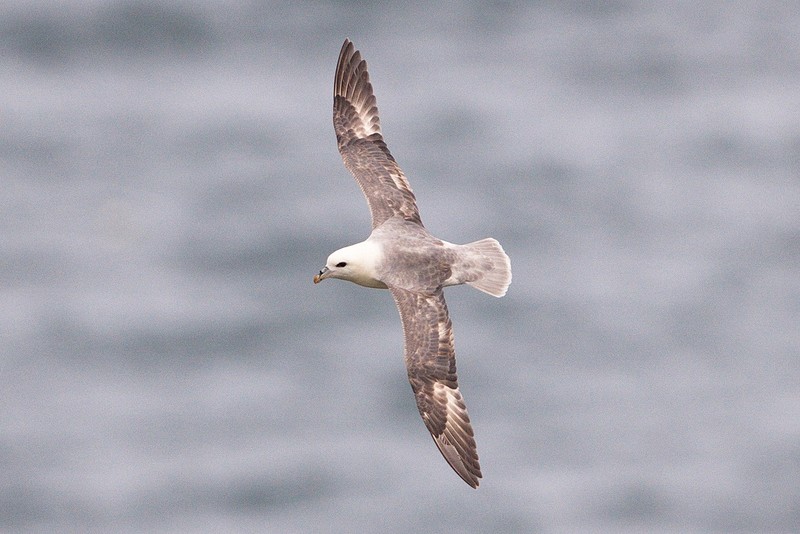 Fulmar