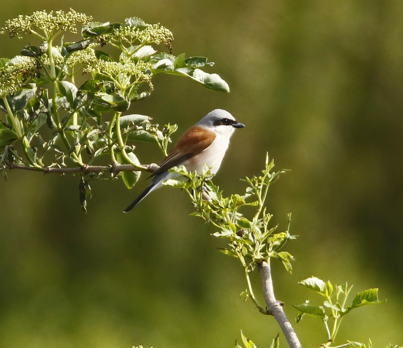 Red-backed Shrike