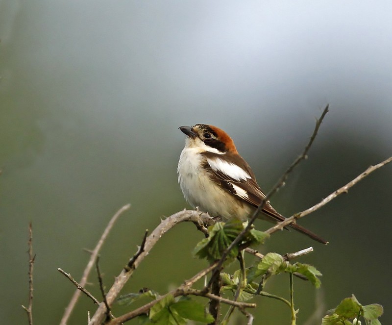 Woodchat Shrike