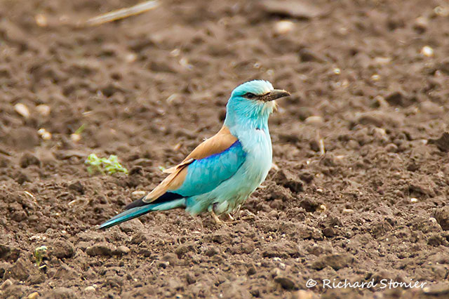 Roller