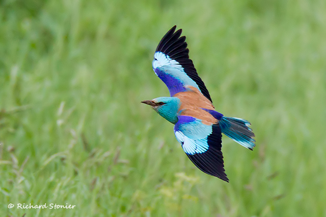 Roller