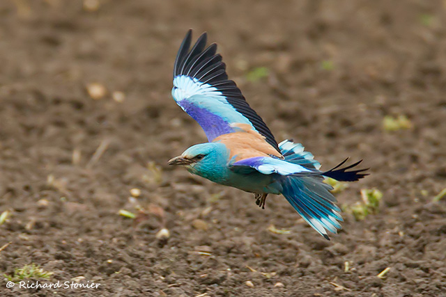 Roller