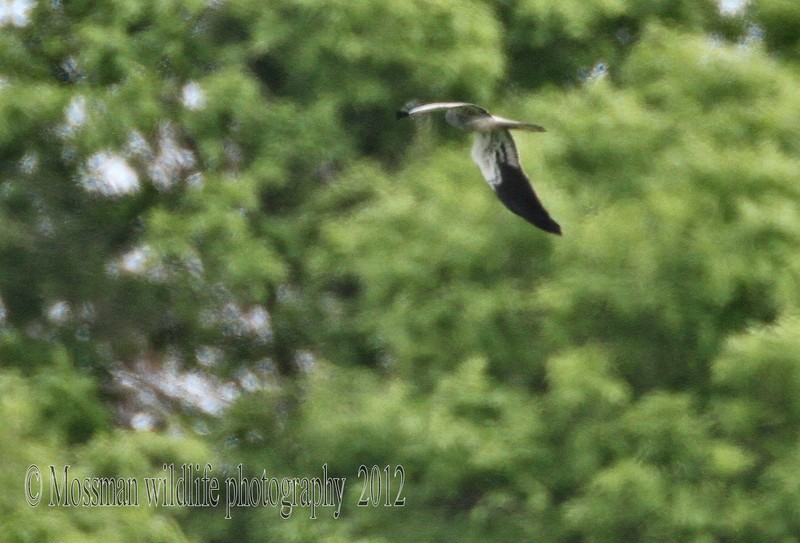 Montagu's Harrier