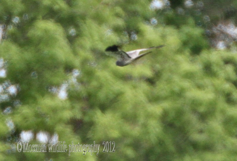 Montagu's Harrier