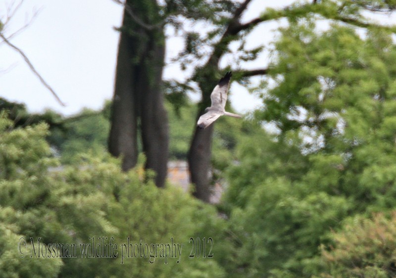 Montagu's Harrier