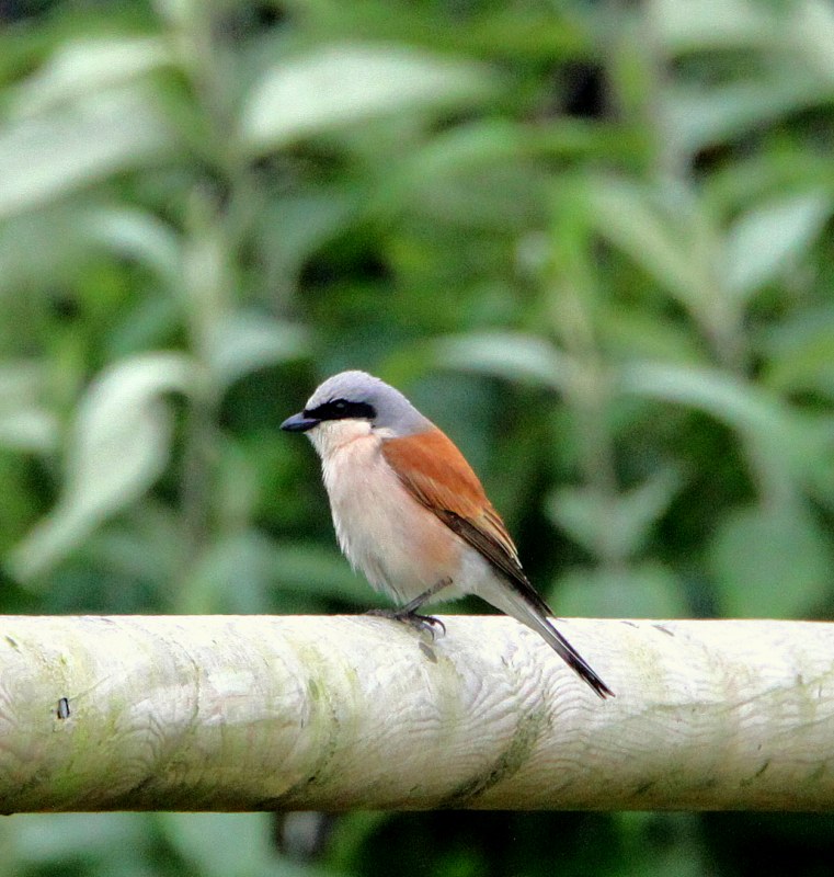 Red-backed Shrike